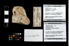 Foto (Objekt + Etikett) von Gymnocerithium amabile (Zittel)  (NHMW-GEO-1990-0041-10259a)